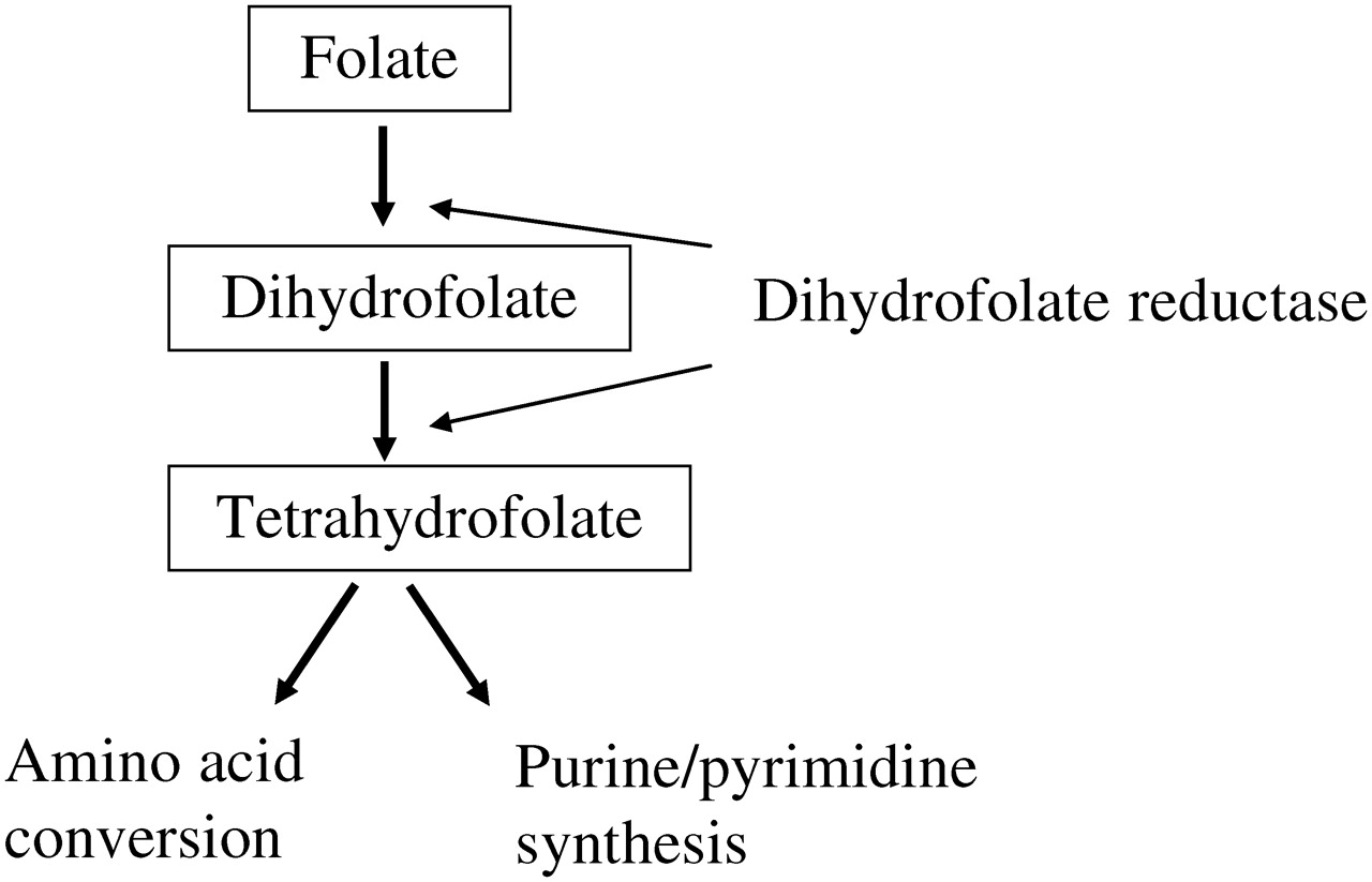 folate metabolism methotrexate